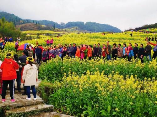 春暖花開(kāi) 江西婺源江嶺賞花旅游季開(kāi)啟